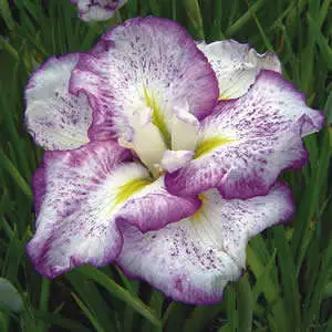 Japanese Iris Growing Guide Japanese Iris Frecked Geisha Pkjirfge - Garden Express Australia