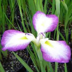 All Types Of Irises And Their Uses Japanese Iris Gosan No Takara Pkjirgnt - Garden Express Australia