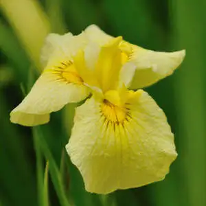 Japanese Iris Growing Guide Japanese Iris Kimboshi Pkjirkim - Garden Express Australia