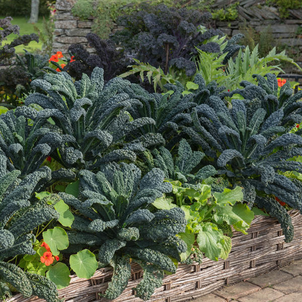 Herb Kale Tuscan Black Garden Express