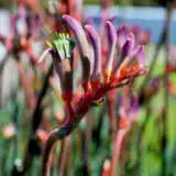 Kangaroo Paw Kings Park Royale Lpokpakpr - Garden Express Australia