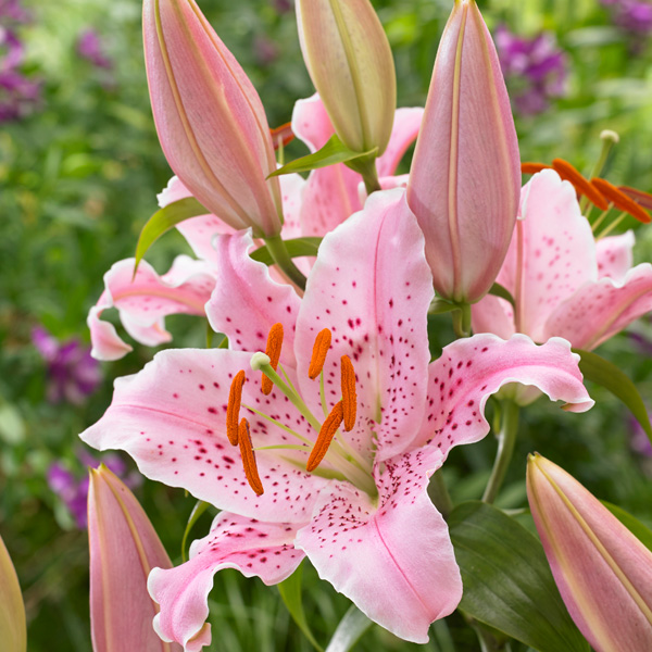 Oriental Liliums Garden Express Australia's Largest Online Nursery