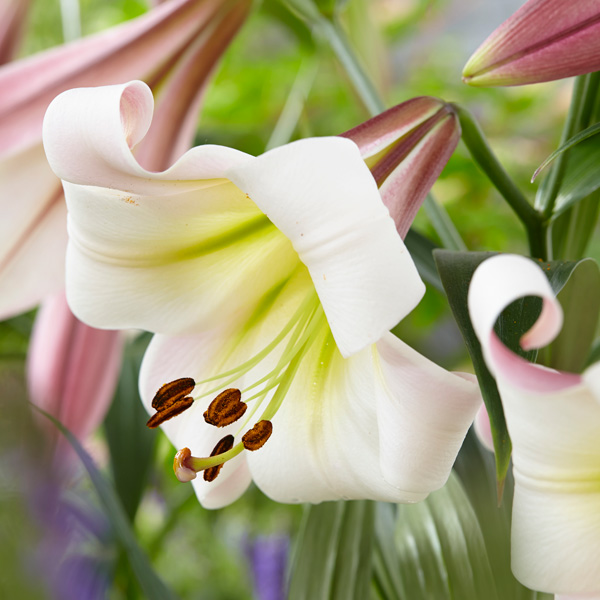 Lilium Beijing Moon ubicaciondepersonas.cdmx.gob.mx