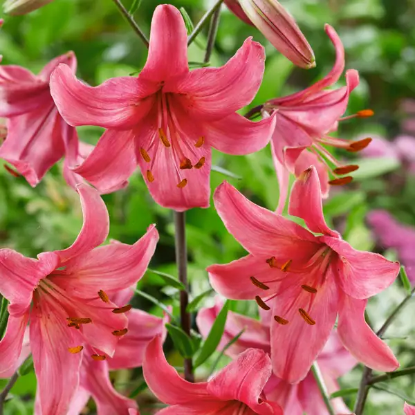 Lilium Pink Flight