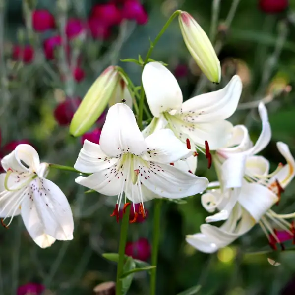 Lilium White Twinkle
