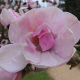 Magnolia Caerhays Belle Tremagcbe - Garden Express Australia