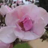 Magnolia Caerhays Belle Tremagcbe - Garden Express Australia