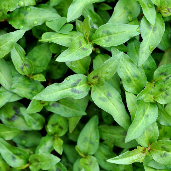 Herb Coriander Vietnamese Garden Express