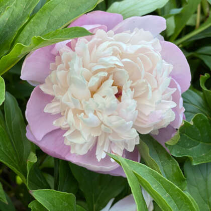 Peony Rose Early Delight