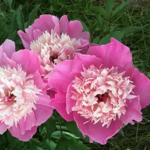 Peony Rose Pink Twinkle