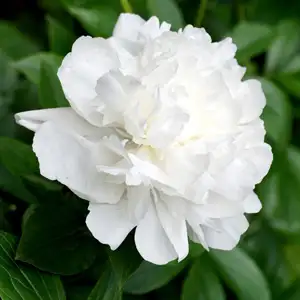 Peony Rose Sylvia