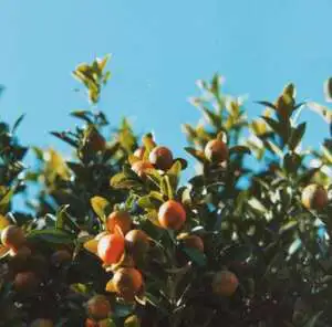 Rsz 1orange Fruit Tree 2683369 1 - Garden Express Australia