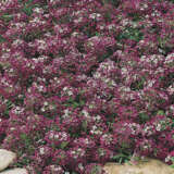 Seed – Alyssum Royal Carpet