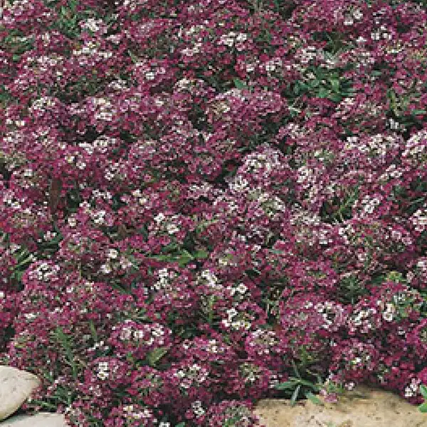 Seed – Alyssum Royal Carpet