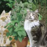 Seed Catmint Seecatmin - Garden Express Australia