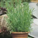 Seed Tarragon Russian Seetarrus - Garden Express Australia
