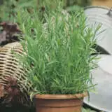 Seed Tarragon Russian Seetarrus - Garden Express Australia