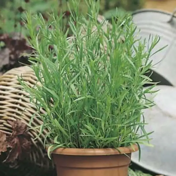 Seed – Tarragon Russian
