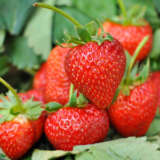 Strawberry Strawberry Redlands Joy (pbr)