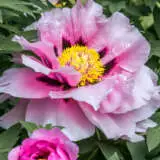 Tree Peony Anne Marie Pktpaama - Garden Express Australia