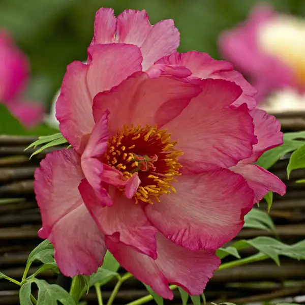 Tree Peony Hesperus