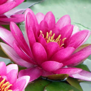 Water Lily Perrys Pink Pkwlippi - Garden Express Australia