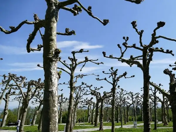 How To Prune Fruit Trees Webp Net Resizeimage 1 - Garden Express Australia