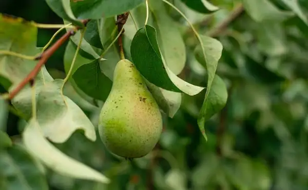 How To Prune Fruit Trees Webp Net Resizeimage 14 1 1 - Garden Express Australia