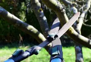 How To Prune Fruit Trees Webp Net Resizeimage 2 - Garden Express Australia