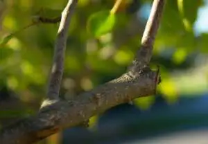 How To Prune Fruit Trees Webp Net Resizeimage 3 - Garden Express Australia