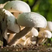 Webp Net Resizeimage 3 1 1 - Garden Express Australia