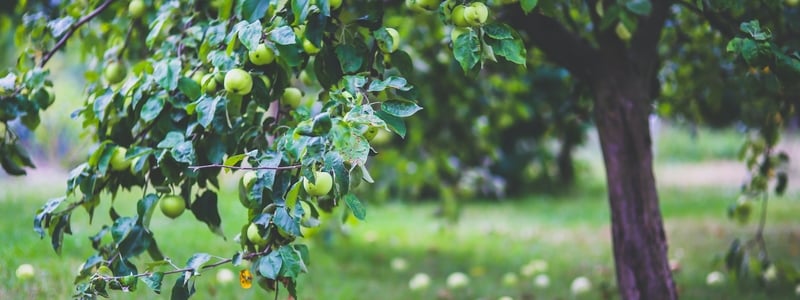 Backyard Fruit Trees You Should Grow Garden Express