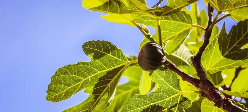 Backyard Fruit - Trees You Should Grow Webp Net Resizeimage 5 1 1 - Garden Express Australia