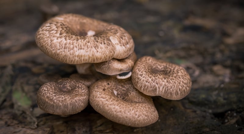 growing Mushroom