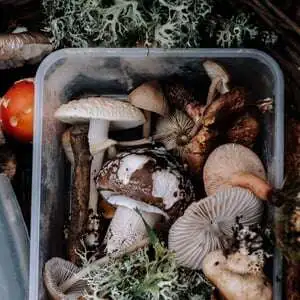 How To Grow Mushrooms At Home With A Mushroom Growing Kit Webp Net Resizeimage 6 1 2 - Garden Express Australia