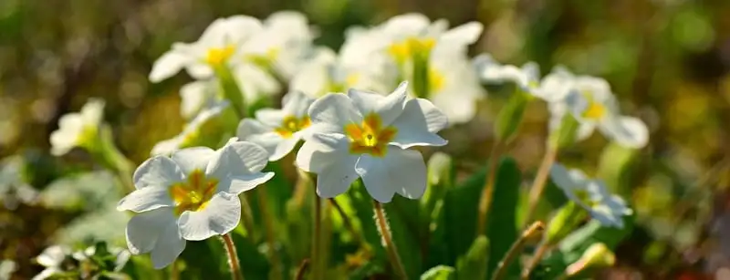 Australia’s Most Popular Winter-flowering Plants Webp Net Resizeimage 7 1 1 - Garden Express Australia