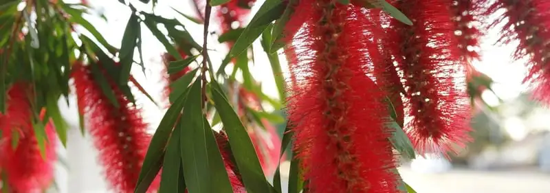 Mushroom Growing Guide Webp Net Resizeimage 7 1 2 - Garden Express Australia