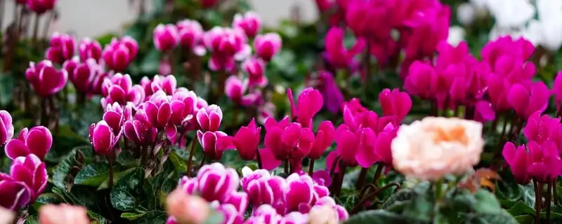 Australia’s Most Popular Winter-flowering Plants Webp Net Resizeimage 8 1 1 - Garden Express Australia
