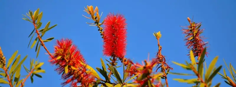 Webp Net Resizeimage 9 - Garden Express Australia