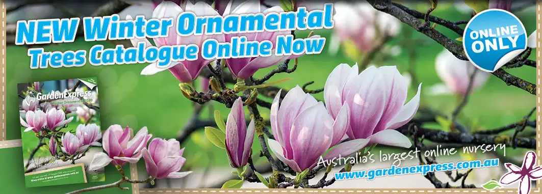 Backyard Fruit - Trees You Should Grow Winterornamental Slider - Garden Express Australia