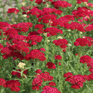 Herb Yarrow Red Garden Express