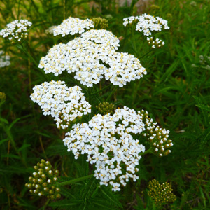 Herb Yarrow White Garden Express