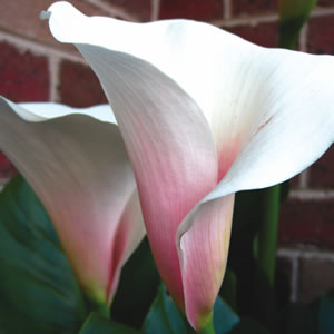 Arum Lily Pink Marshmallow - Garden Express Australia
