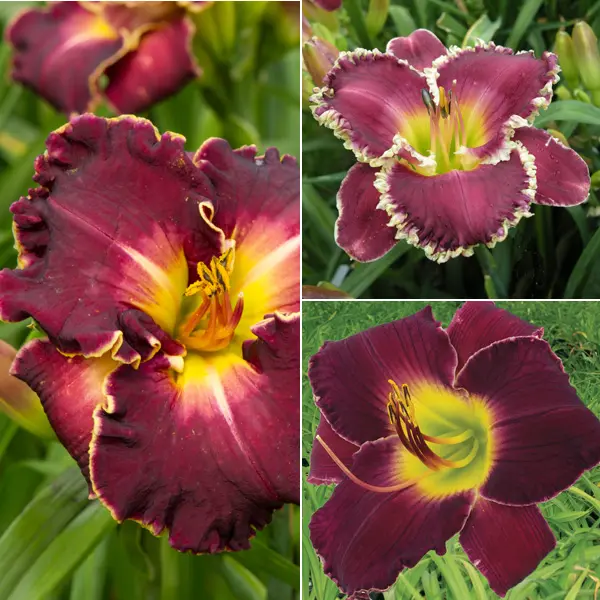 Daylily Mixed Daylily Mixed
