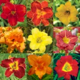 Daylily Campfire Mixed Pkdlicmx - Garden Express Australia
