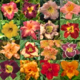 Daylily Mixed Montagepkdlimxd - Garden Express Australia