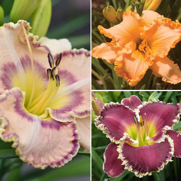 Daylily Mixed