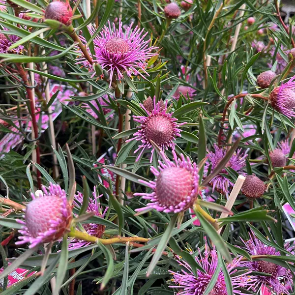 Isopogon Candy Cones (pbr)