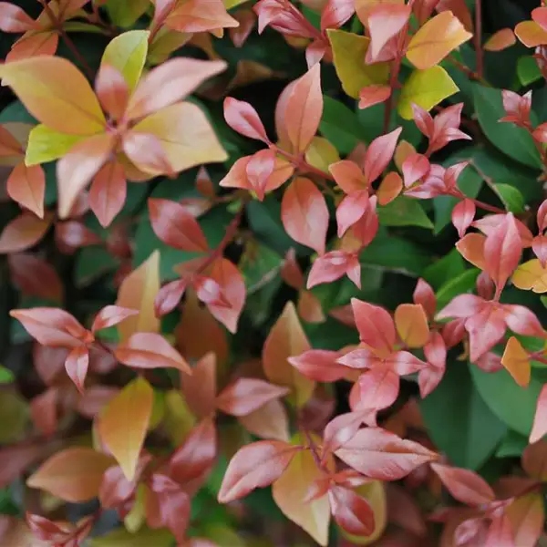 Acmena Allyn Magic (pbr) Acmena Allyn Magic (pbr)