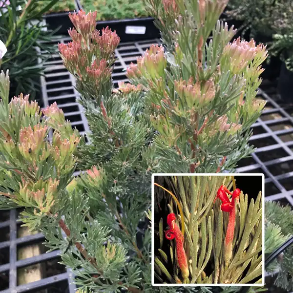 Adenanthos Lighthouse